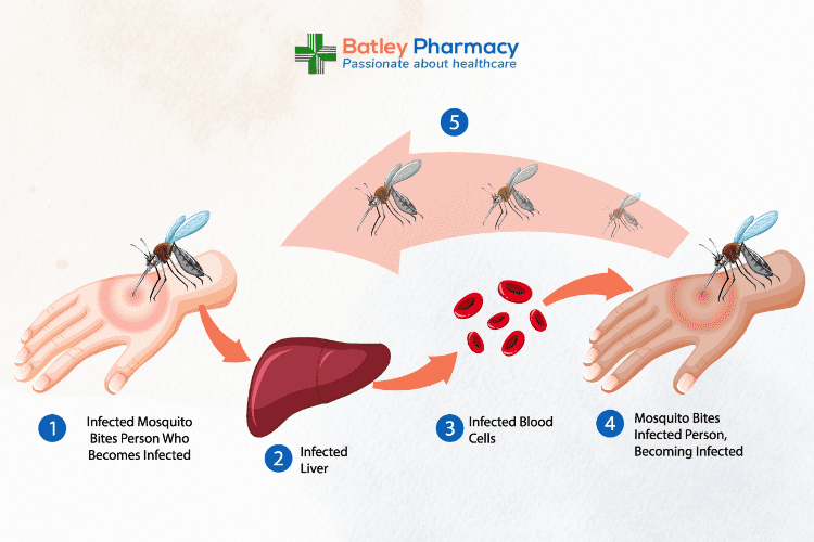 Diagram showing the transmission cycle of malaria